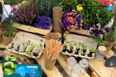 EKO mały ogrodnik - warsztaty ekologiczne - atrakcje ekologiczne - sadzenie roślinek